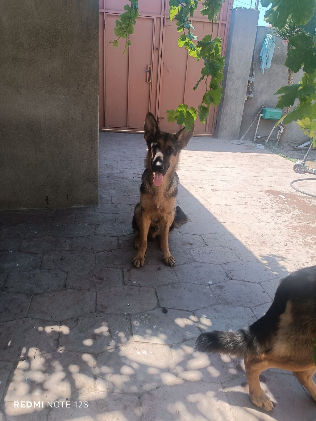 Alman çoban iti, 7 ay, Erkək, Sənədli, Ünvandan götürmə — Heyvanlar, Fatmayı