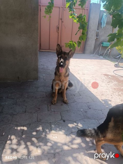 Alman çoban iti, 7 ay, Erkək, Sənədli, Ünvandan götürmə