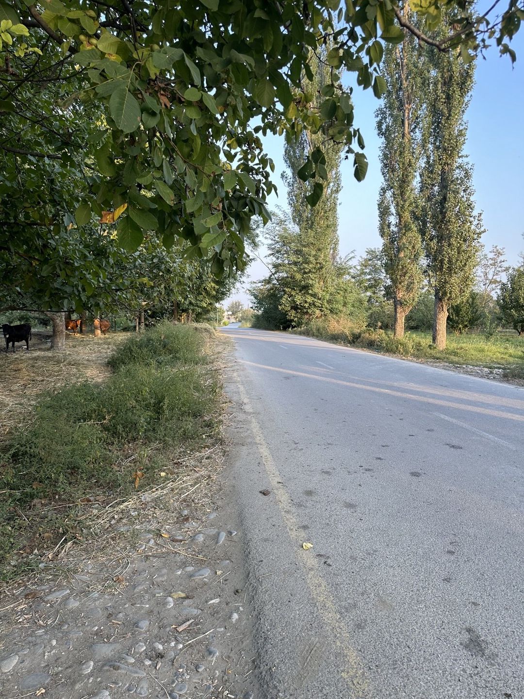 Satılır torpaq 200 sot — Torpaq, Xaçmaz (8)