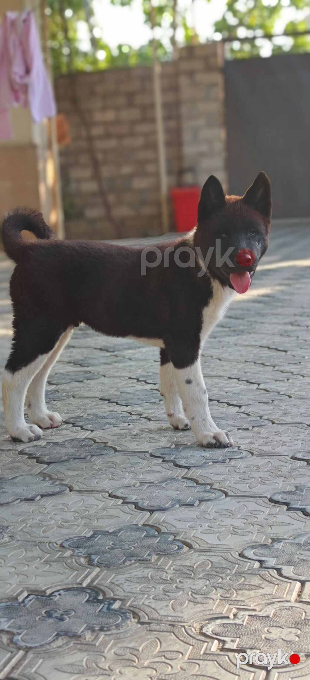 Akita-inu, 3 ay, Erkək, Peyvəndli, Ünvandan götürmə — Heyvanlar, Digah (4)