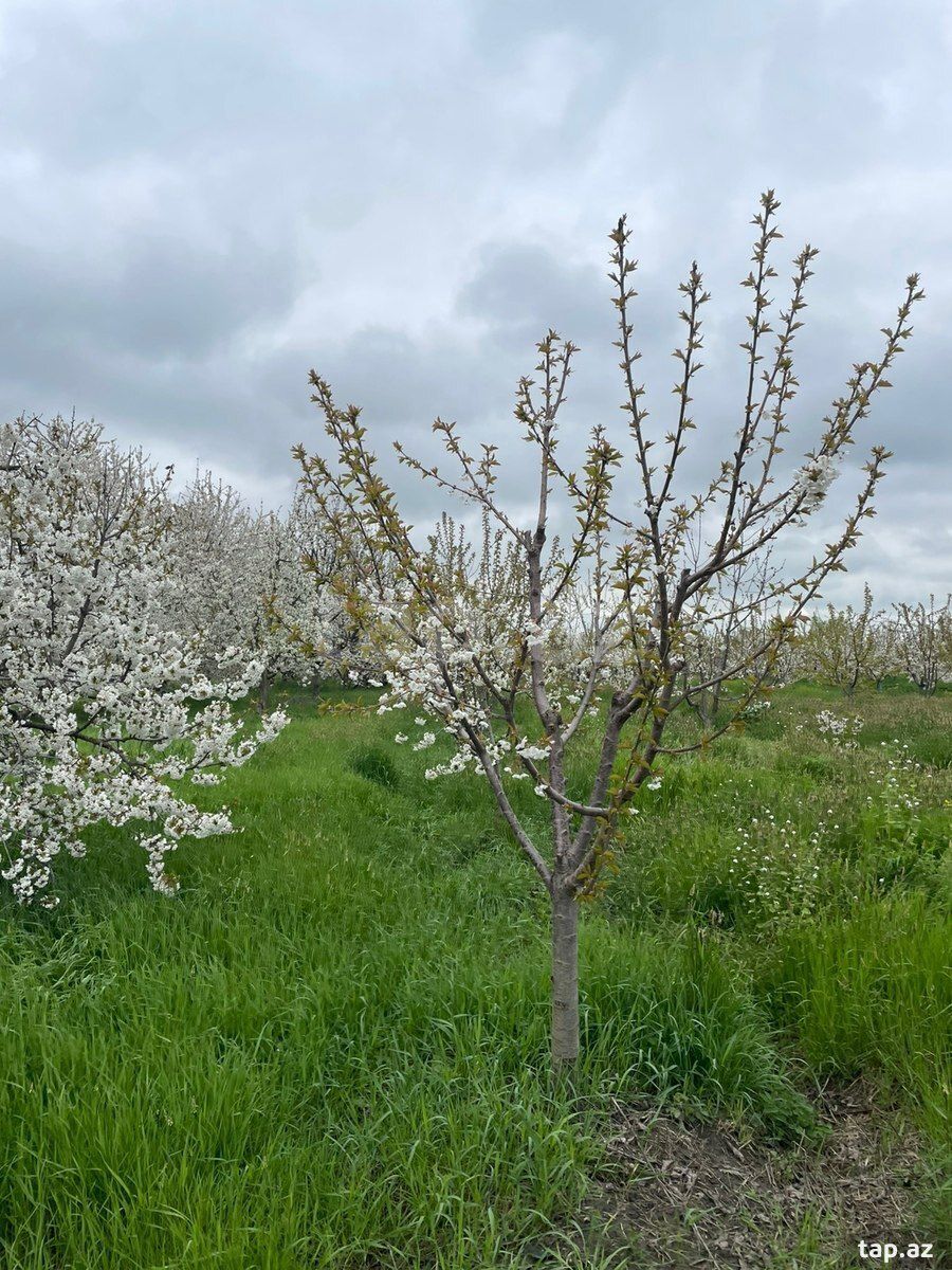 20 sot torpaq sahəsi, Quba r. — Torpaq, Quba (2)