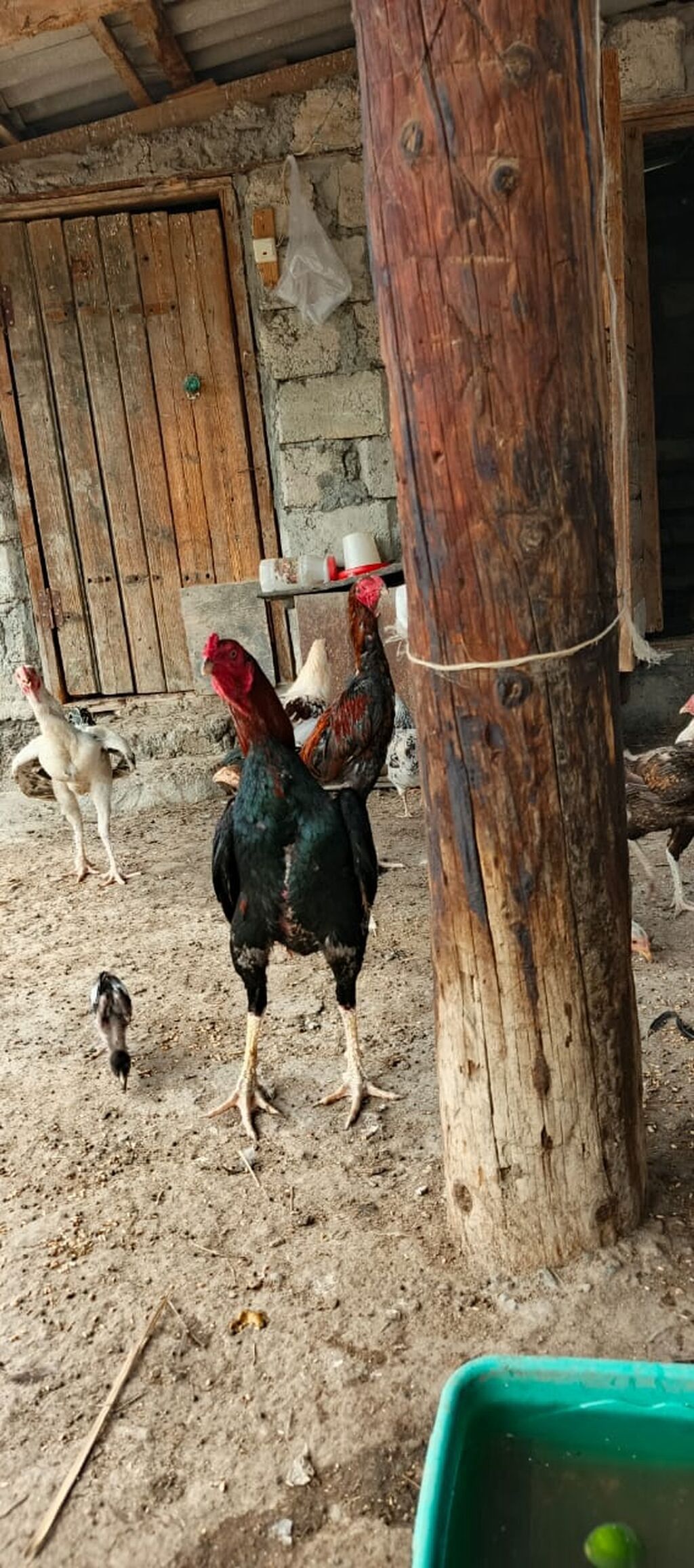 12 ayina kecib tam saglam aktib becedi .temiz qan temiz cins qapisine — Heyvanlar, Mingəçevir (3)