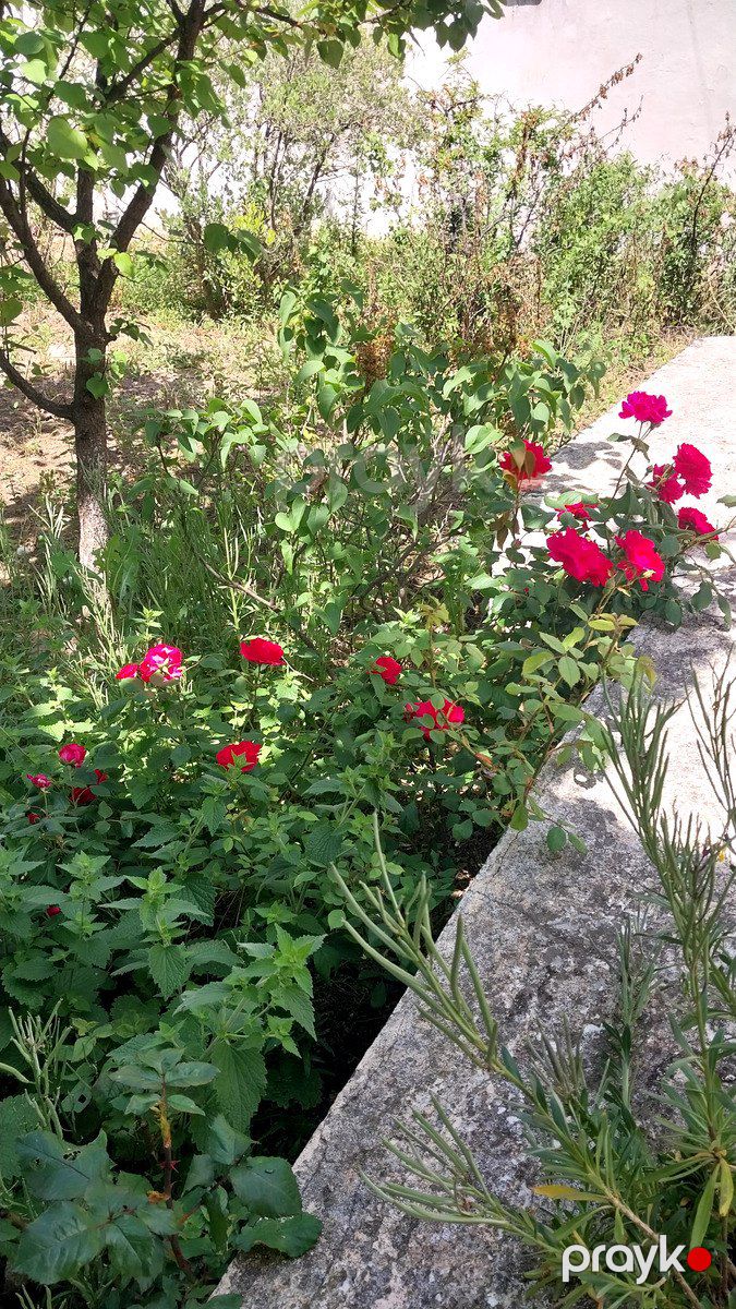 Satılır torpaq 24 sot — Torpaq, Bakı (6)