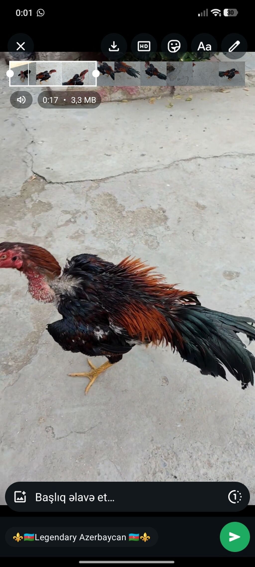 Xoruz, Heyratı, il: 1 — Heyvanlar, Masazır (6)