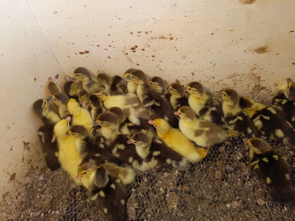 Muscovy ördəyi balaları (indo-ördəklər) - Cins: Muscovy (indo-ördəyi) — Heyvanlar, Digah