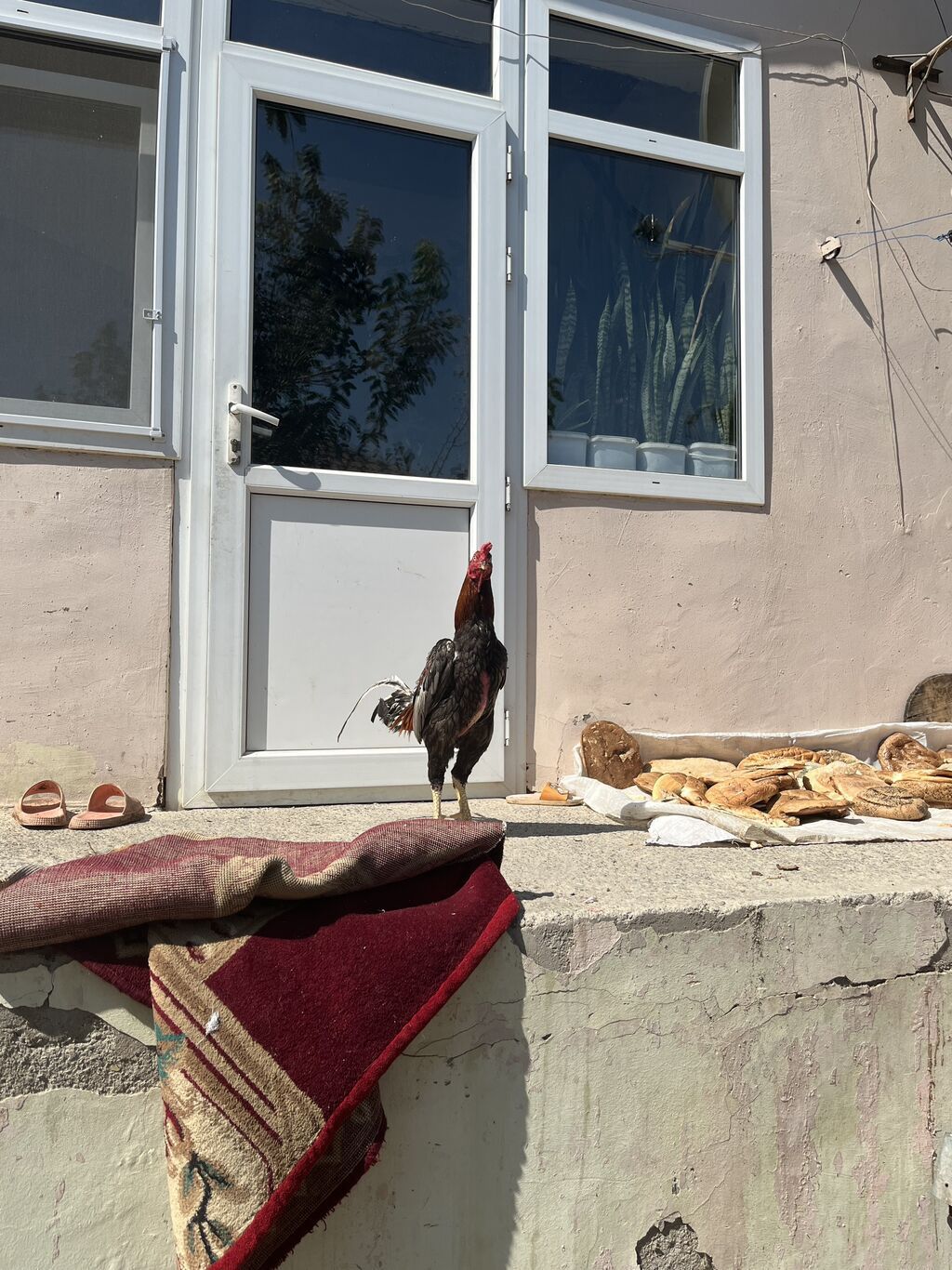 Heyratı 2 yaş mamba cinsi təkdi diə satıram fərə yoxdu — Quşlar, Masazır (2)