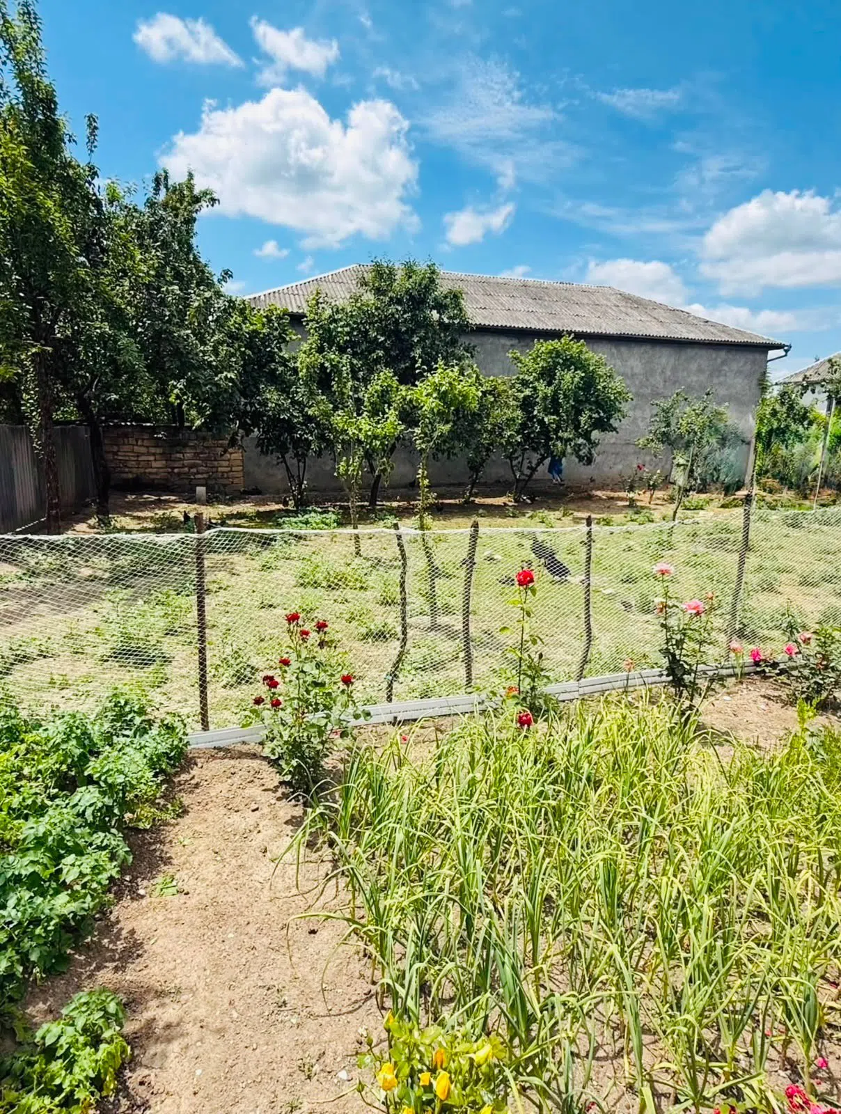 6 otaqlı həyət evi 185 m² satılır — Daşınmaz əmlak, Qəbələ (7)