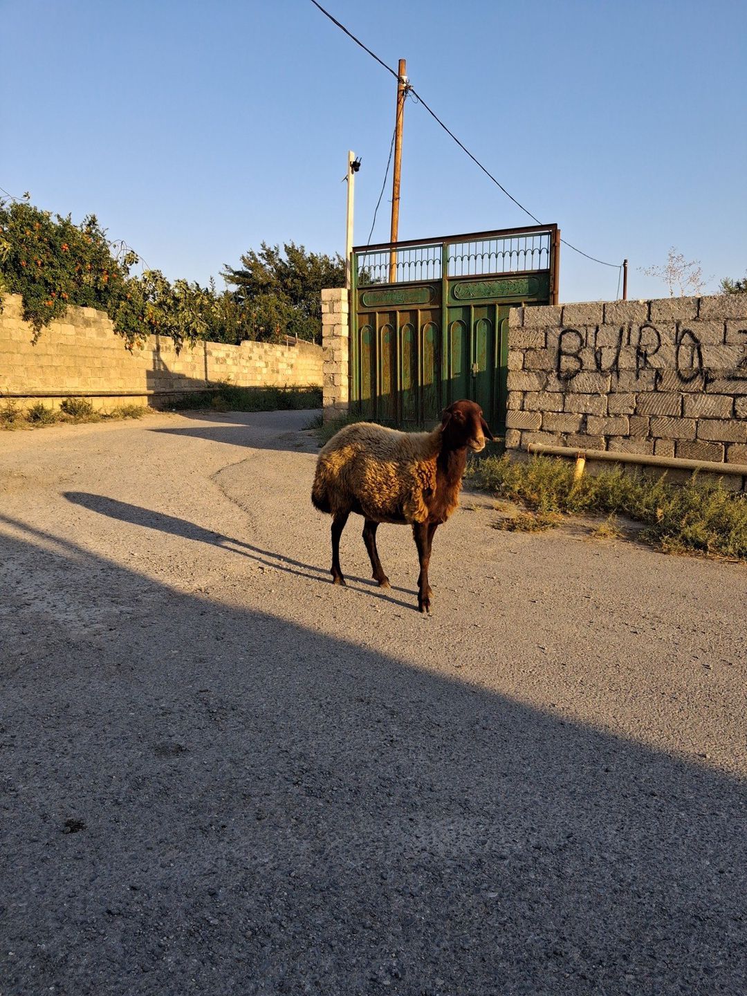 Qala qoyunu — Heyvanlar, Bakı