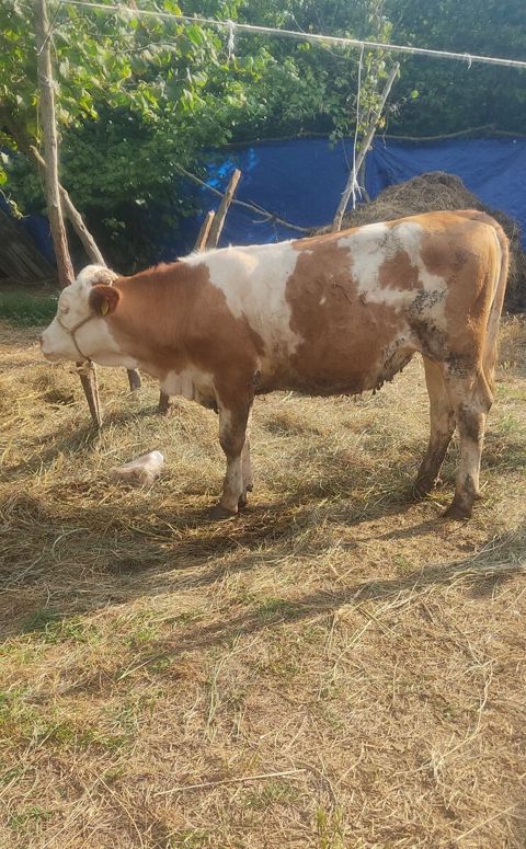 Danalar