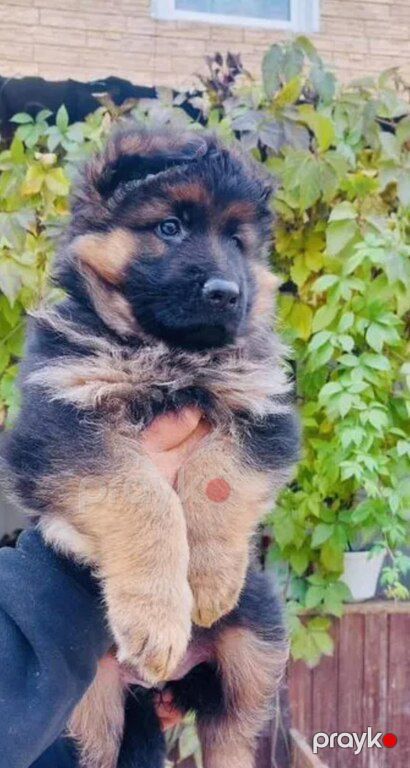 German sheperd — Heyvanlar, Bakı (2)