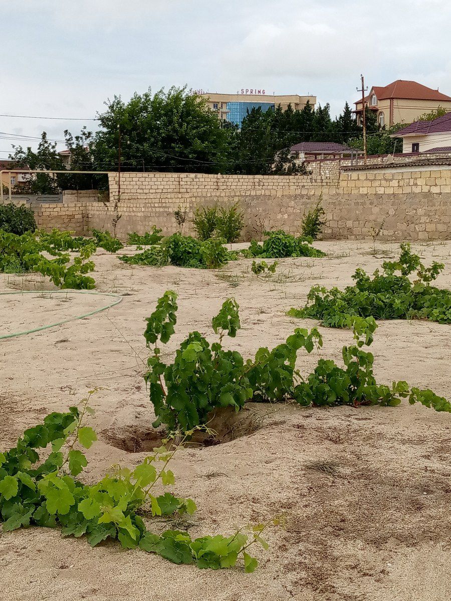 11 sot torpaq sahəsi, Novxanı qəs. — Torpaq, Bakı