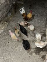 Toyuq və xoruz satılır — Chickens and roosters