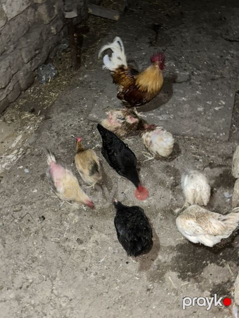 Toyuq və xoruz satılır