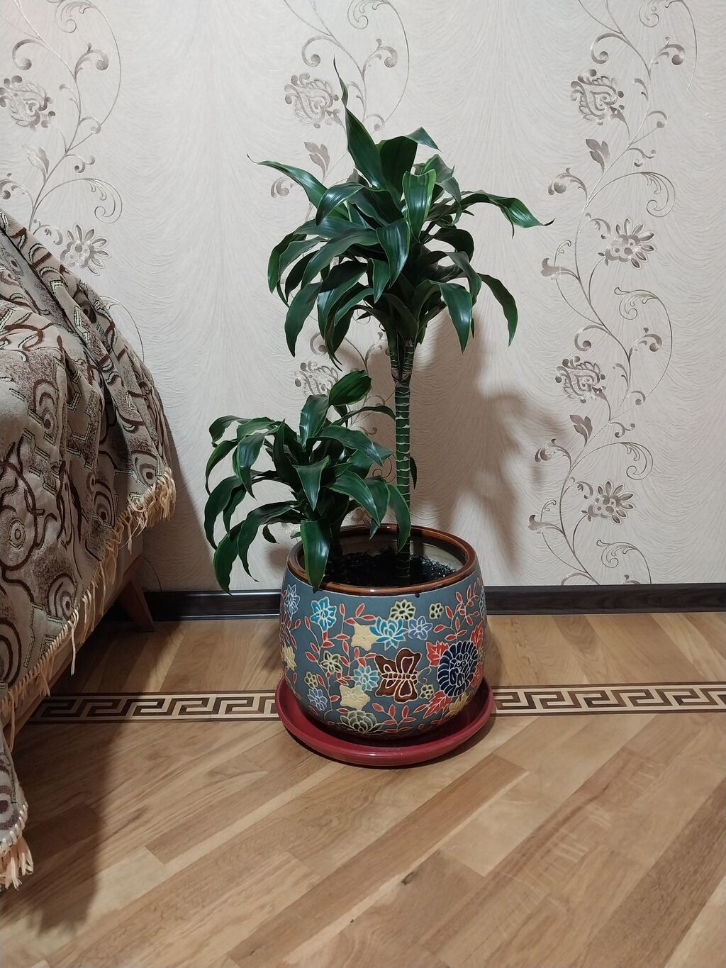Dracaena Duşistaya çiçəyi - əl işi qab ilə
