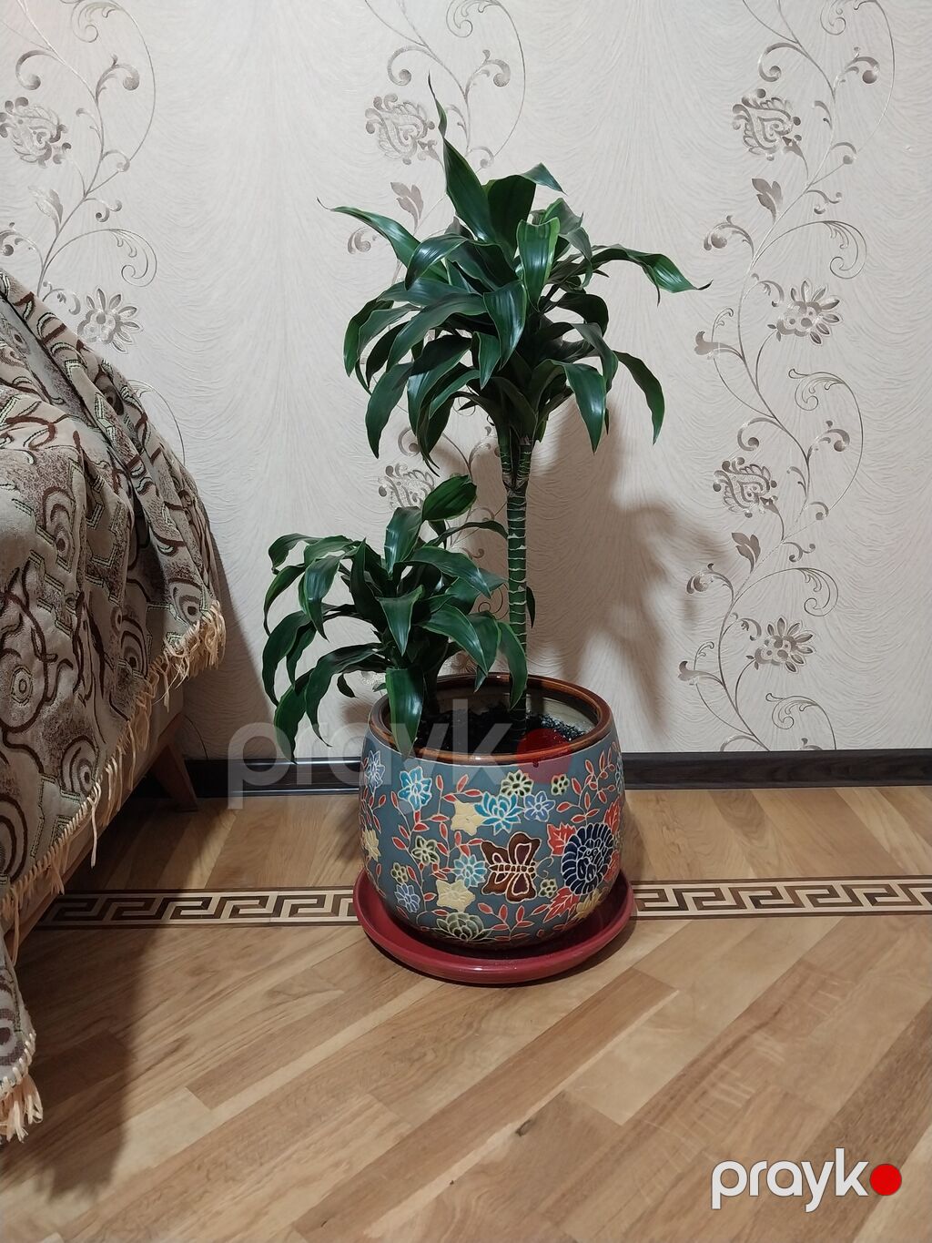 Çox gözəl çox xeyirli və dünyada böyük bioloji dəyərli Dracena — Qapı bitkələri, Bakı (3)