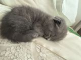 Ünvandan götürmə, Ödənişli çatdırılma — Cats