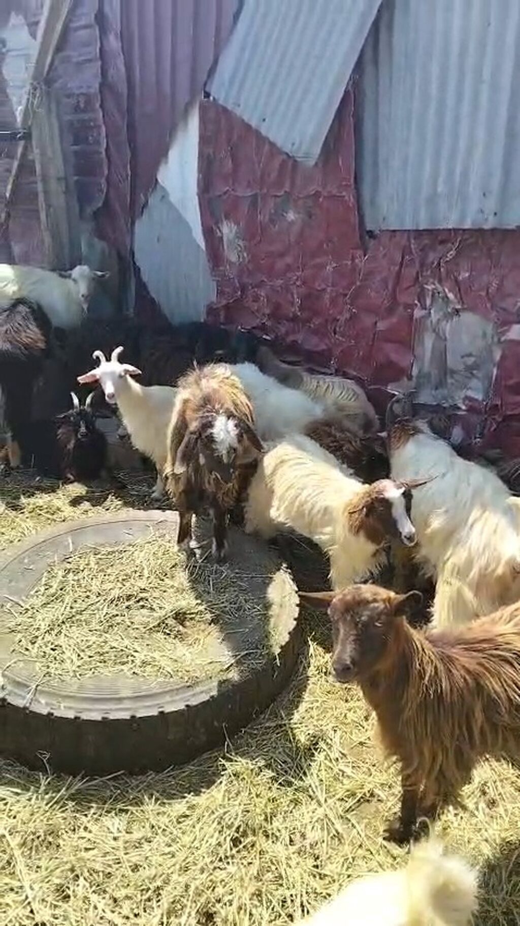 Qoyun-keçi sürüsü satılır - Növlər: yerli dağ keçiləri və