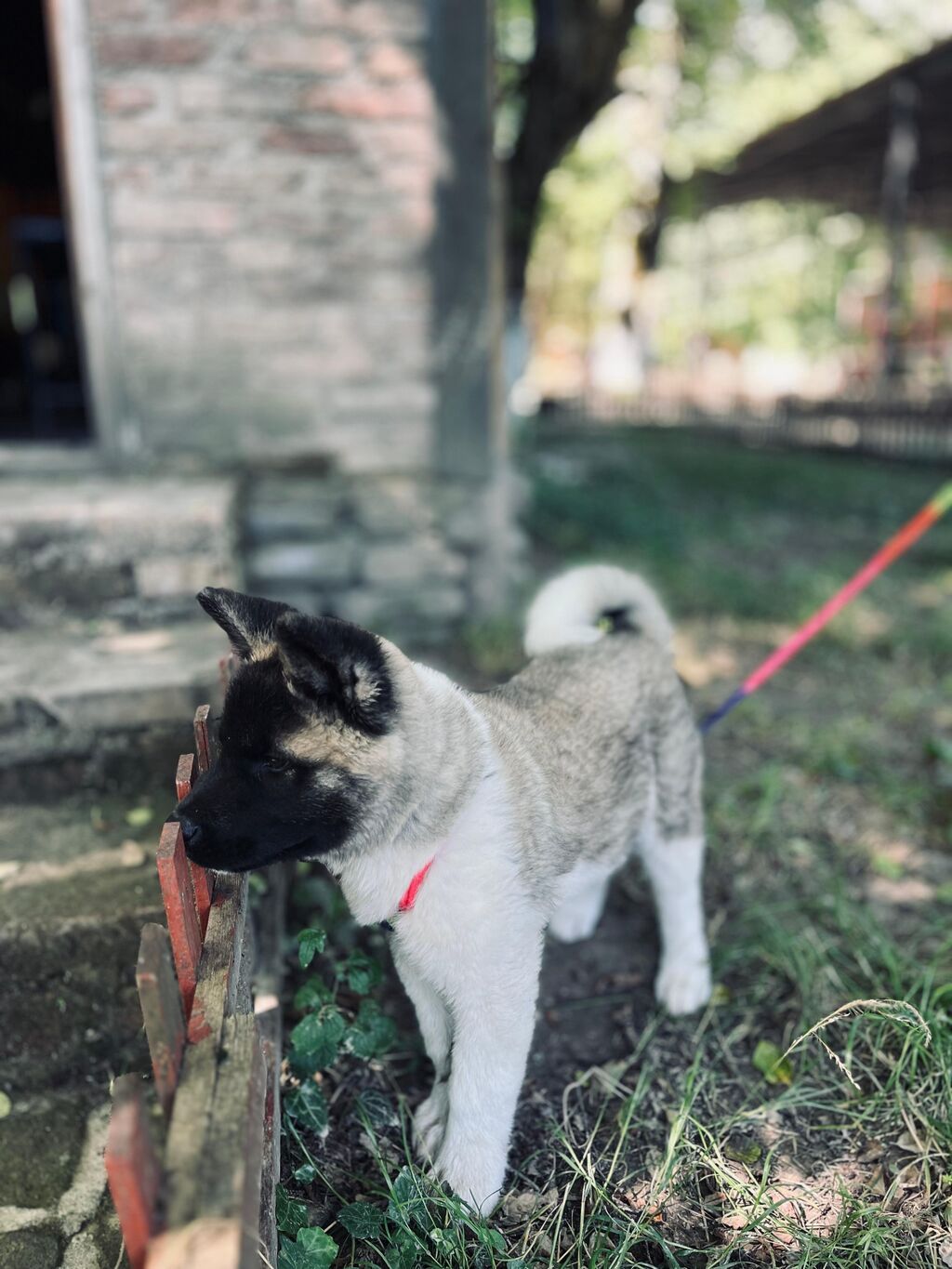 Amerikan Akita balası - Cins: Amerikan Akita (təmiz cins görkəm) - — Heyvanlar, Quba (4)
