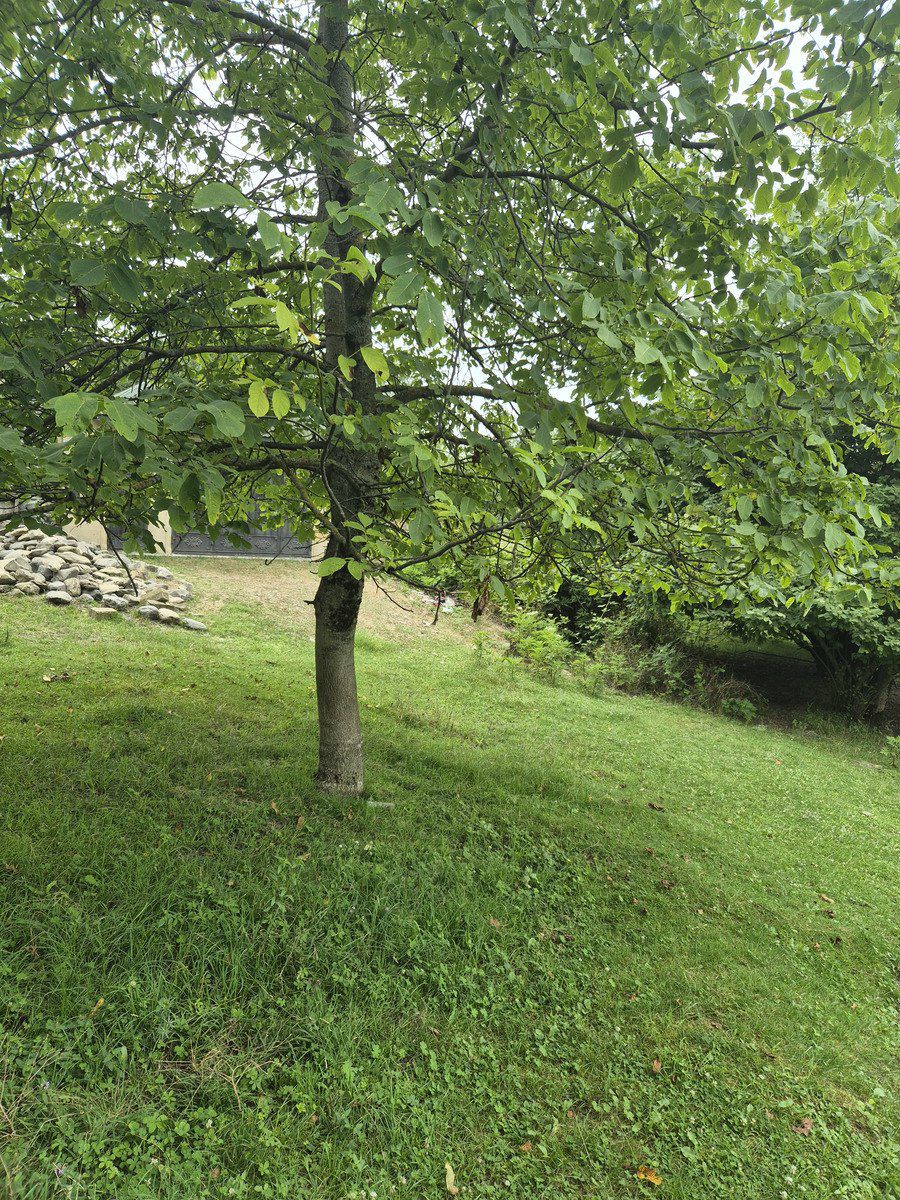 Satılır torpaq 4 sot — Torpaq, Qəbələ (7)