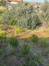 10 sot torpaq sahəsi, Sumqayıt ş. — Emlak