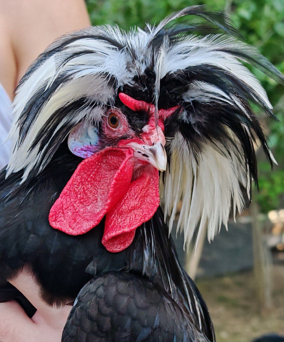 Rahibə xoruzu — Quşlar, Bakı