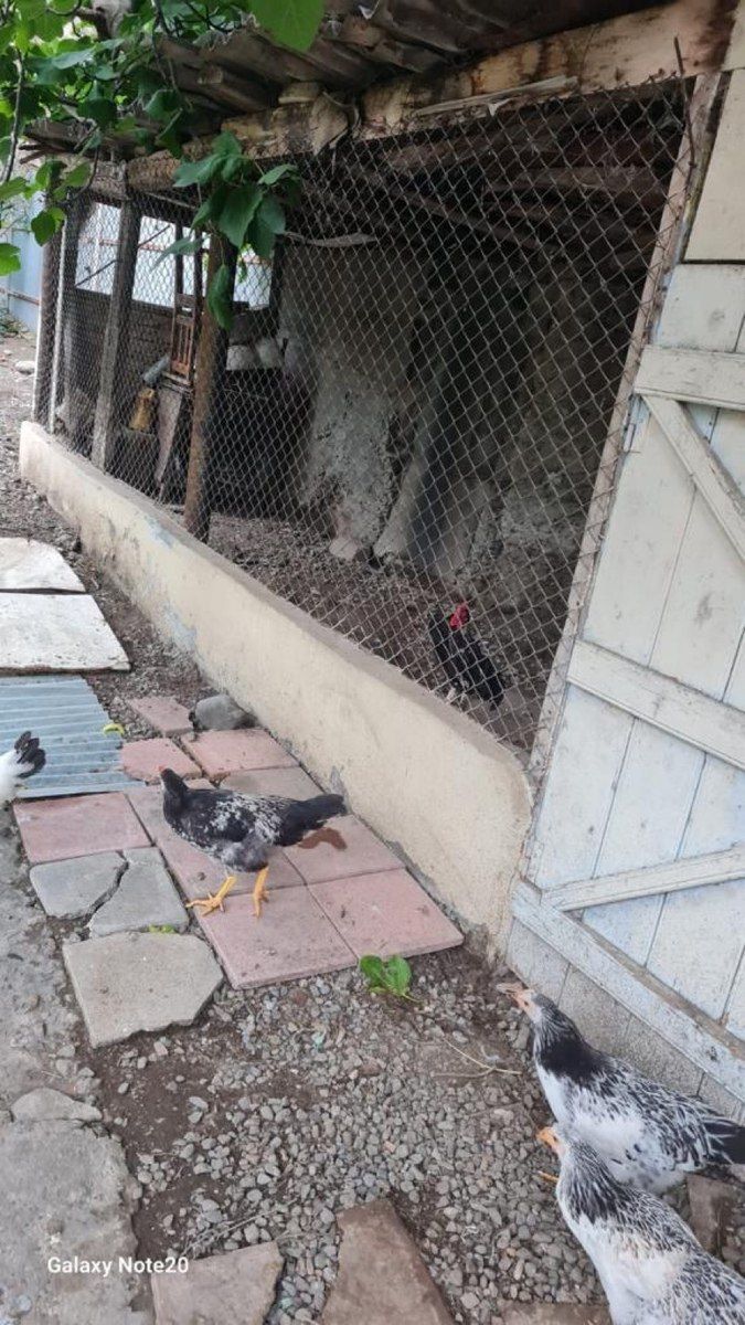 Həyət evi, Gəncə ş. — Daşınmaz əmlak, Gəncə (12)