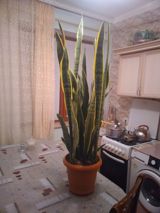 Sansevieria (Qayın dili) – iri ölçülü, dekorativ yarpaqlı otaq — kenan