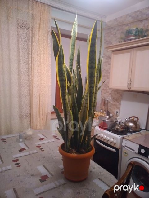 Sansevieria (Qayın dili) – iri ölçülü, dekorativ yarpaqlı otaq