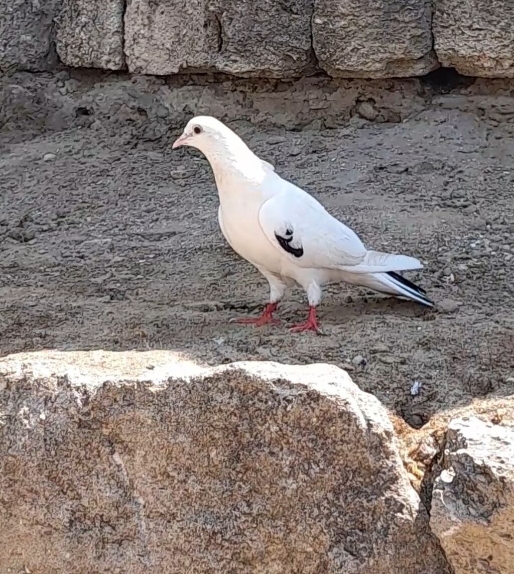 Tutulma orta qara quyrug erkey gedim gedimdedi unvan suraxani — Quşlar, Bakı (4)