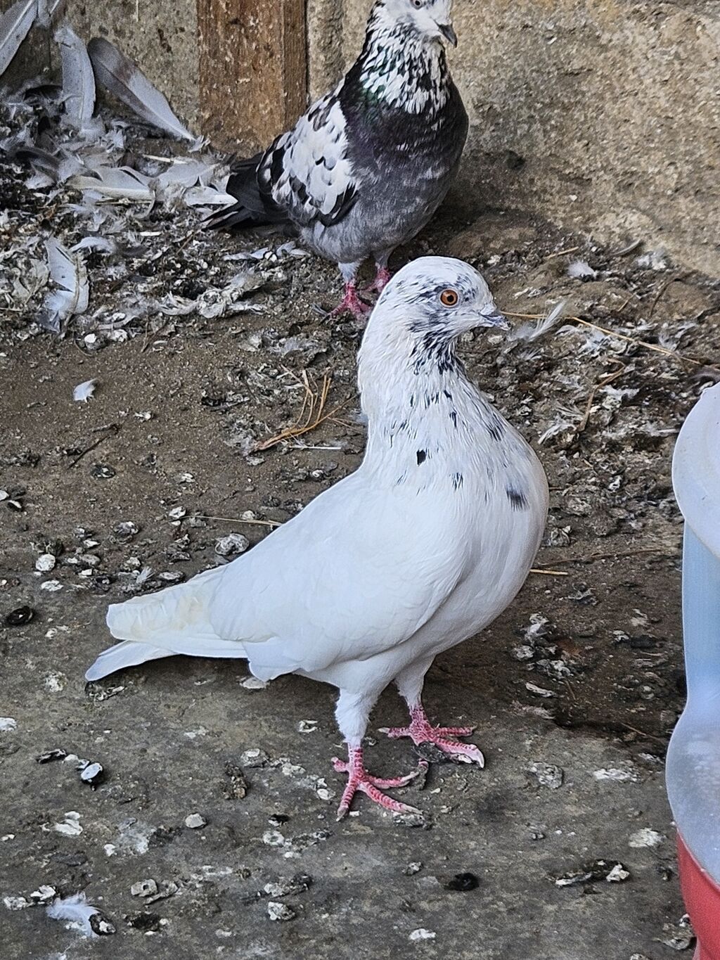 Tutulma erkeydi satilir real alanar buyursun ünvan ramani gülçülük — Quşlar, Digah (5)
