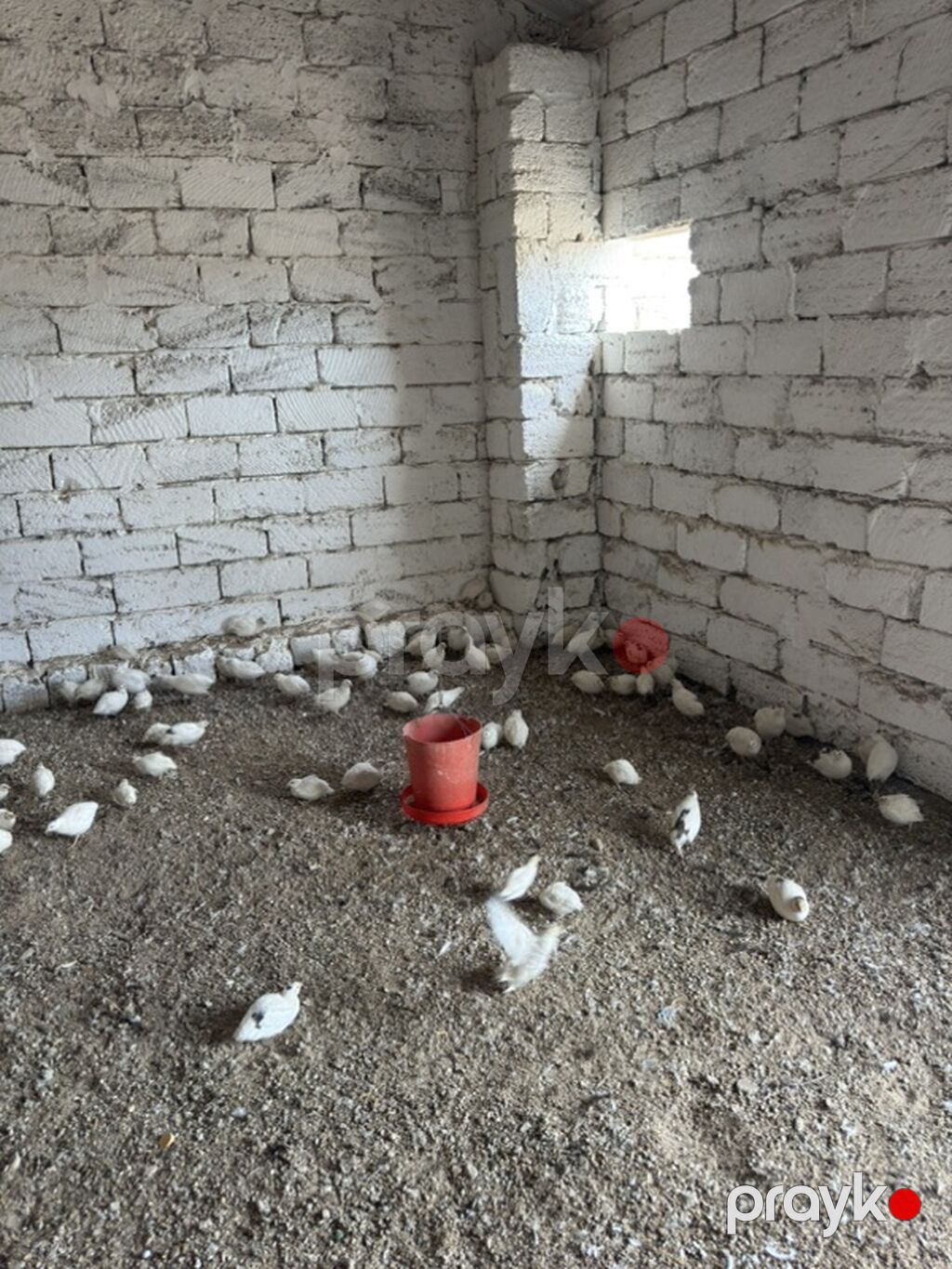 Ağ rəngli bildirçin sürüsü - Növ: yumurtalıq və ətlik istiqamətli ağ — Heyvanlar, Digah (5)