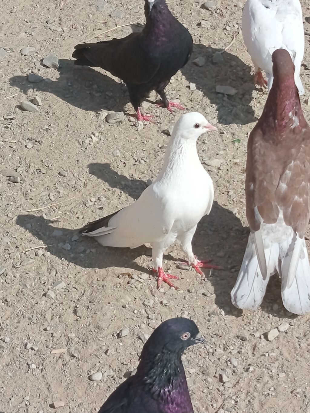 Qüvvətli bədən quruluşlu göyərçinlər dəsti - Rənglər: ağ (qara quyruq