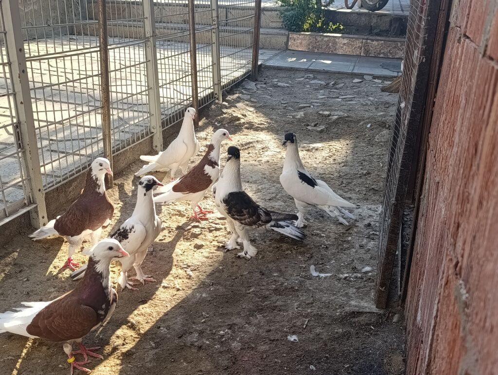 Məhsul: Göyərçinlər – fərqli rəng və naxışlarda dekorativ/oyunçu — Quşlar, Masazır (6)