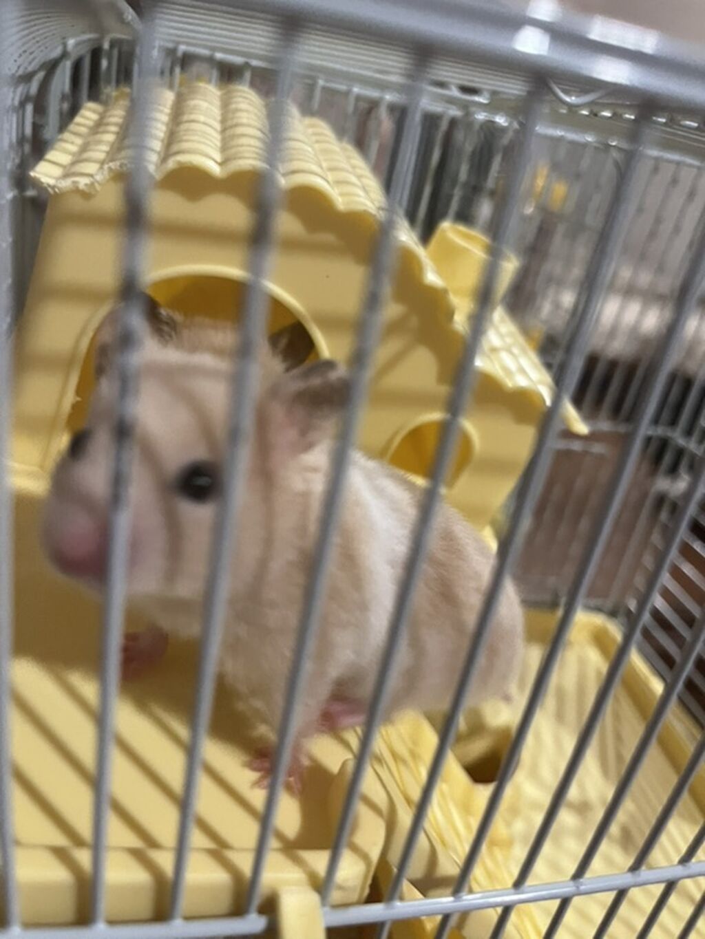 Hamster və qəfəs dəsti Məhsul təsviri: İki ədəs- Kiçik ölçülü suriya