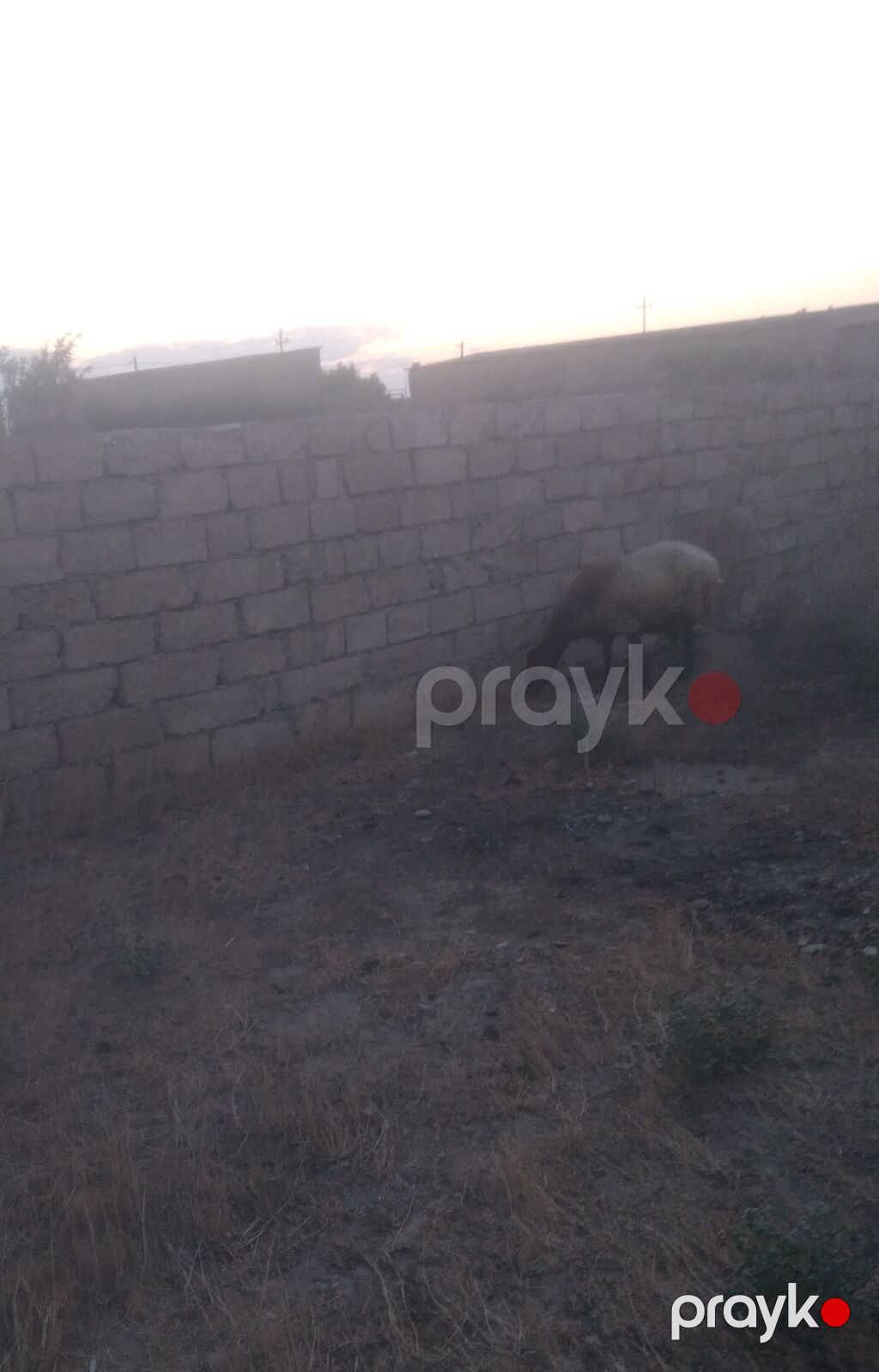 Dişi, Qala, il: 2, 55 kq, Damazlıq, Südlük, Ətlik, Ünvandan götürmə — Kənd təsərrüfatı heyvanları, Bakı (2)