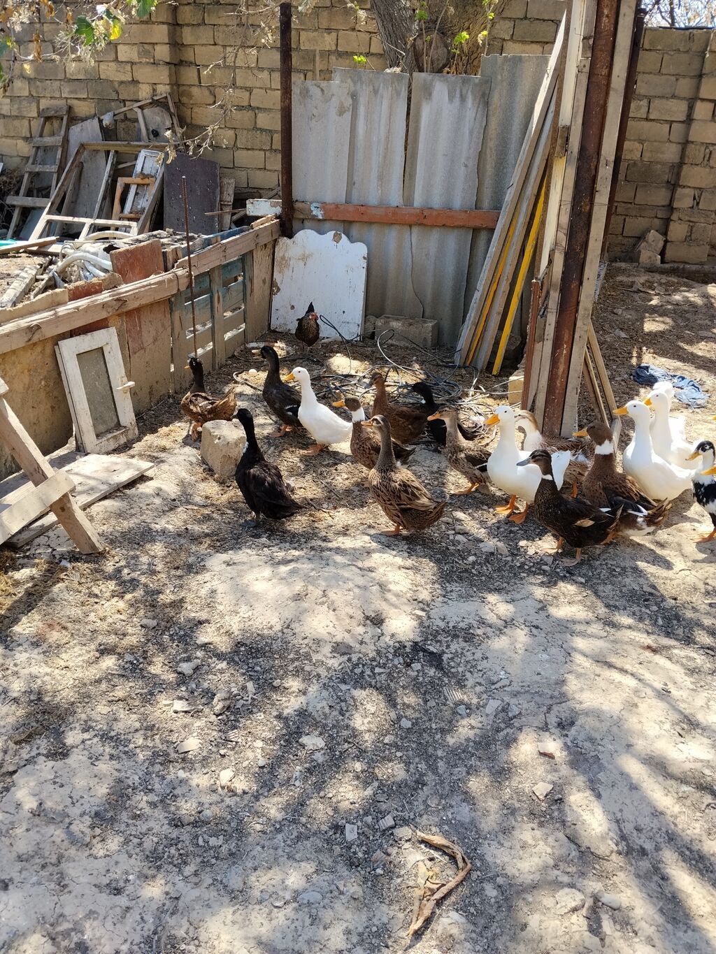 Erkək, Damazlıq, Ünvandan götürmə — Heyvanlar, Mehdiabad (4)