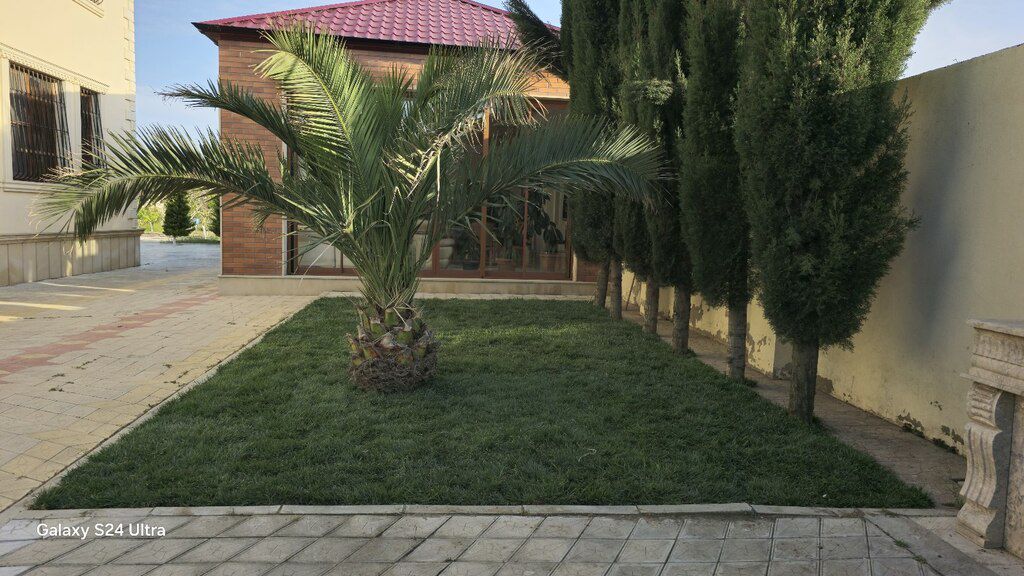 Qazon — Bitkilər, Bakı (7)