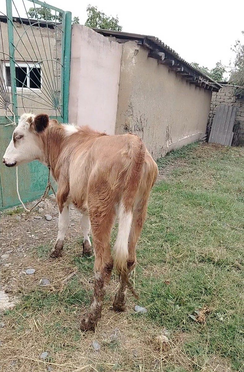 Dana — Heyvanlar, Xaçmaz (2)