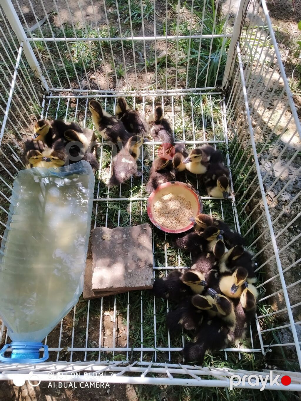 1 aylıq lal ördək balaları satılır.İçərisində macar,lavanda,krosnadar — Heyvanlar, Digah (2)