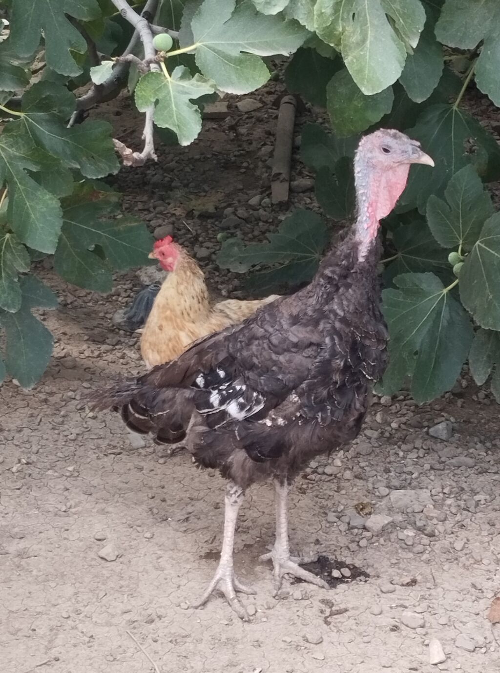 1 fere hinduşka 2 dene toyuq satılır Tam sağlamdilar toyuqlar — Quşlar, Gəncə