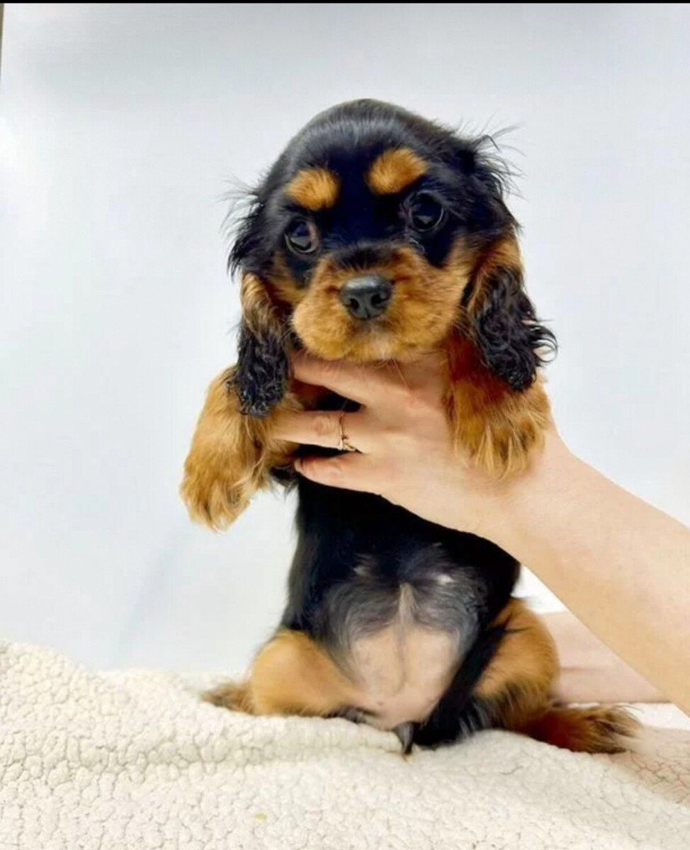 Cavalier King Charles Spaniel — Heyvanlar, Bakı
