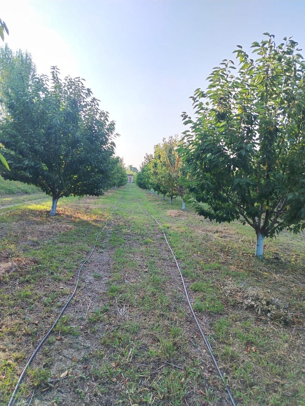 180 sot Kənd təsərrüfatı, Su — Torpaq, Qusar (5)