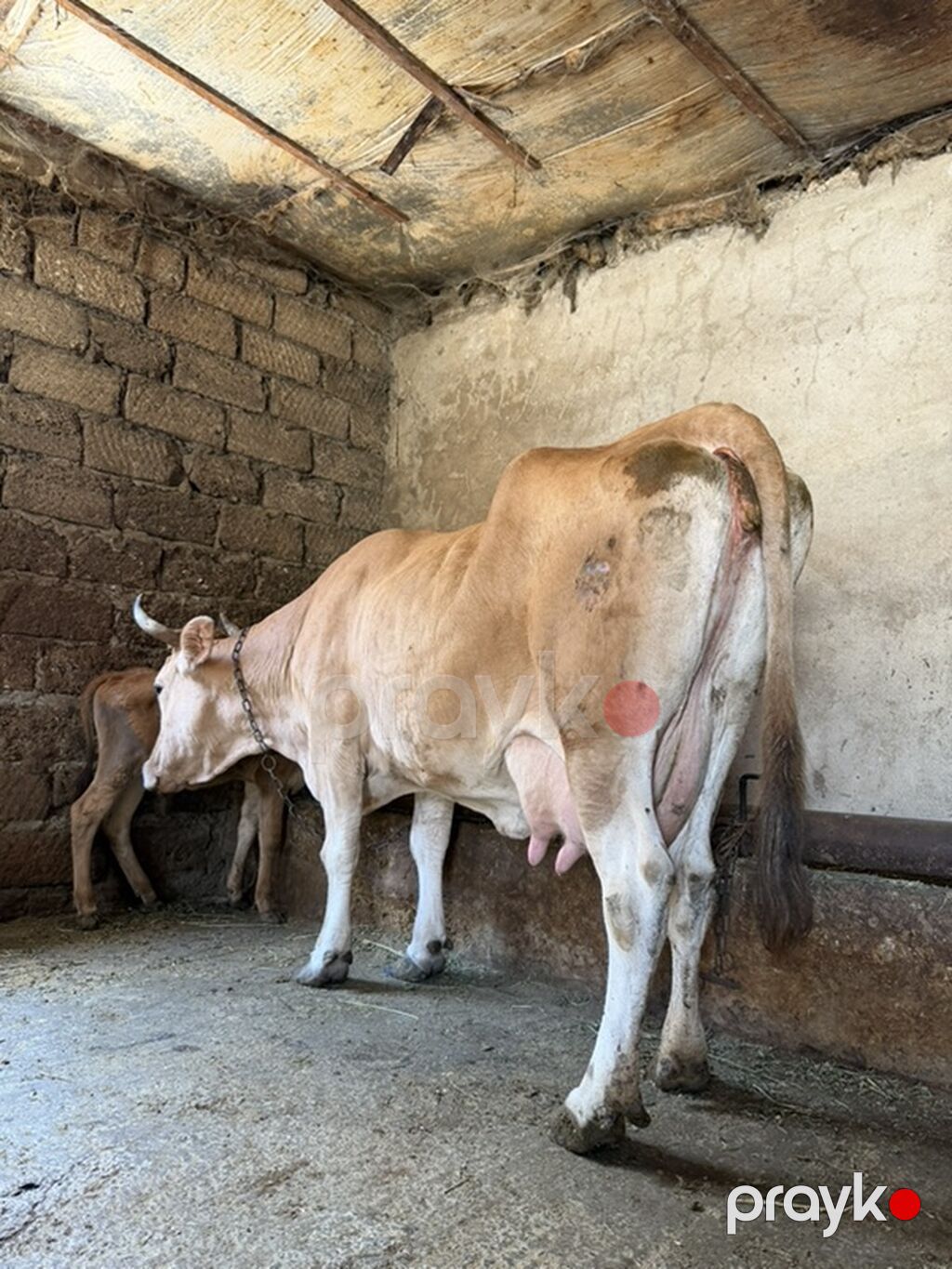 13 litir süd verir 3 qarına dogub 1 aydı dogub balası dişdi — Heyvanlar, Digah (2)