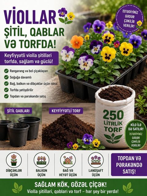 Violla şitilləri, qablar və torf – bir yerdə! - Keyfiyyətli violla — Digah