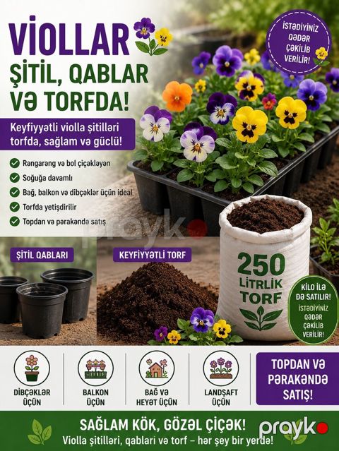 Violla şitilləri, qablar və torf – bir yerdə! - Keyfiyyətli violla