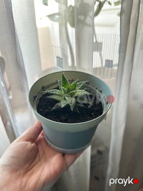 Haworthia sukkulenti ev, ofis və hədiyyə üçün idealdır — Bakı