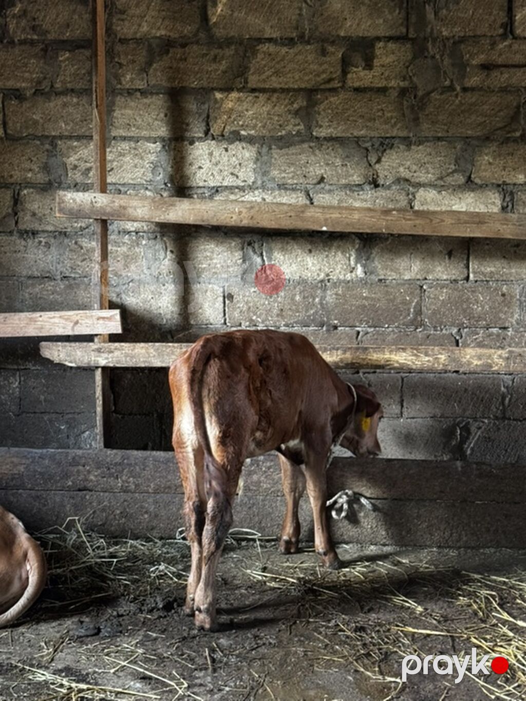 Təmiz erkək anqus dana satılır. 2 ayın içindədir. Süni mayalanmadan — Heyvanlar, Sumqayıt (9)