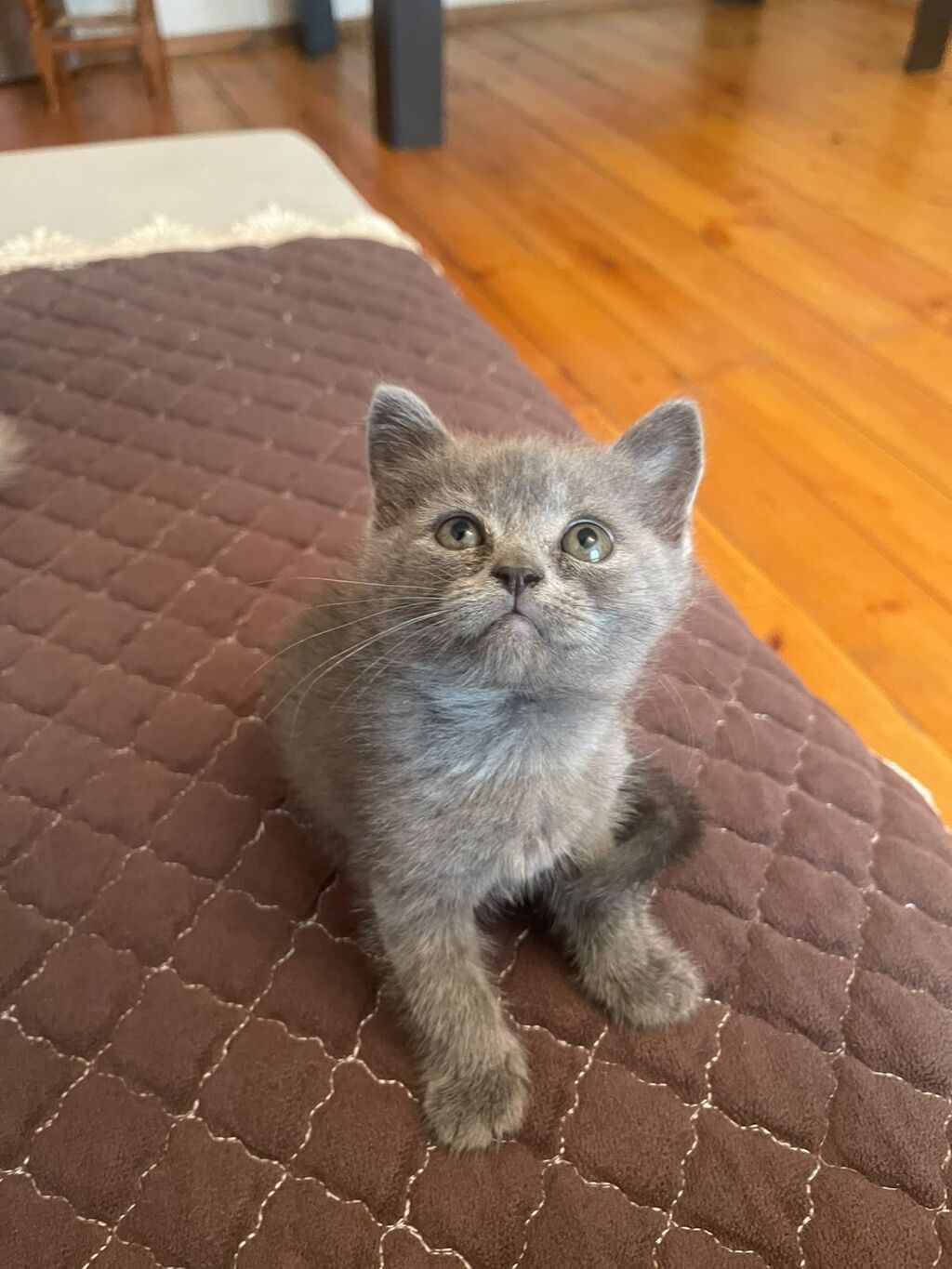 British / Scottish Fold pişikləri — 2-3 aylıq boz balanlar — Şotlandiyalı, Bakı (8)