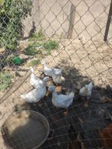 ORDEK SATİLİR 10 AZN — Digər heyvanlar