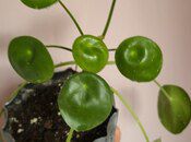 Otaq bitkisi Pilea — Bitkilər, Sumqayıt (3)